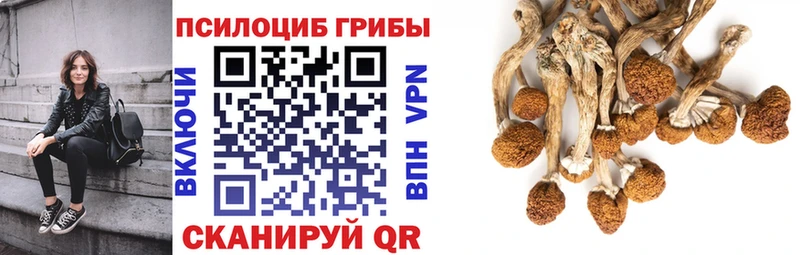 как найти наркотики  Елабуга  Псилоцибиновые грибы Psilocybine cubensis 